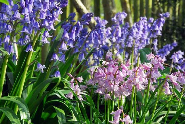 Hyacinthoides hispanicaOptimized.jpg