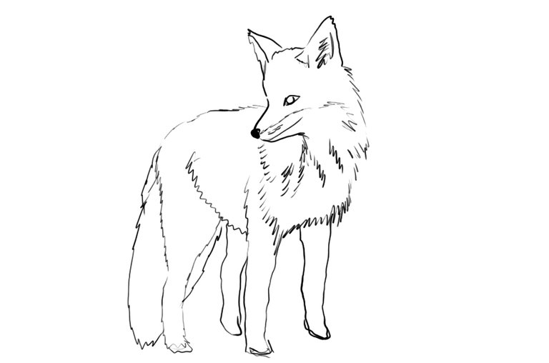 fox(434).jpg