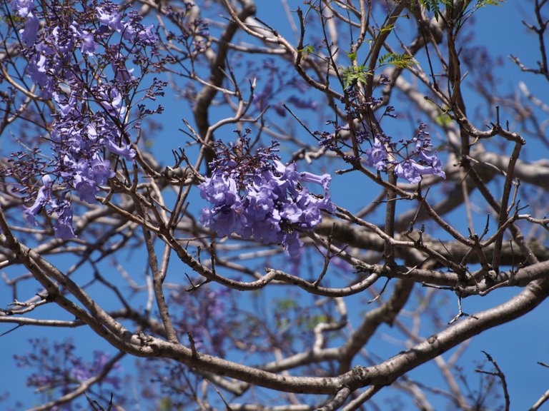 flowers-800px.JPG