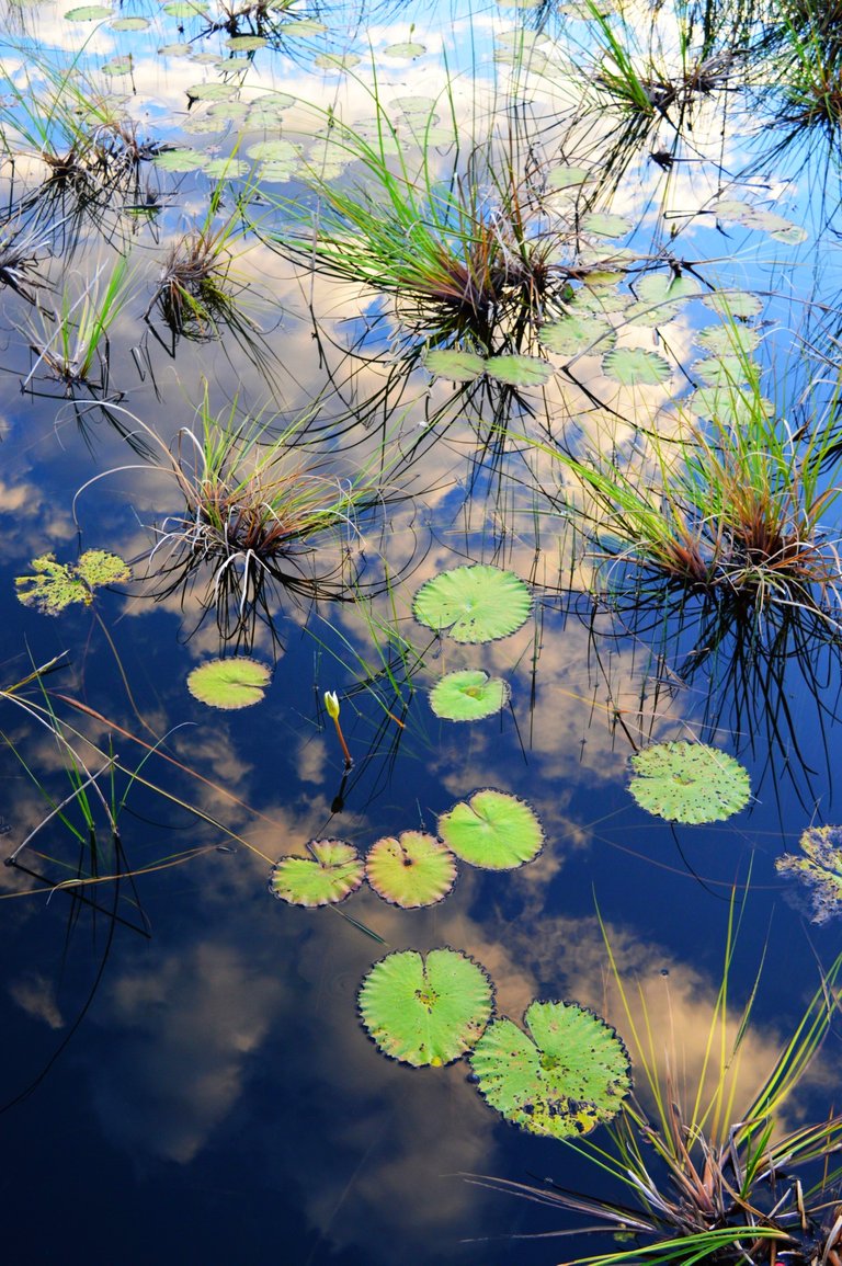 Sunset_Lilies_Lake_Coba.jpg