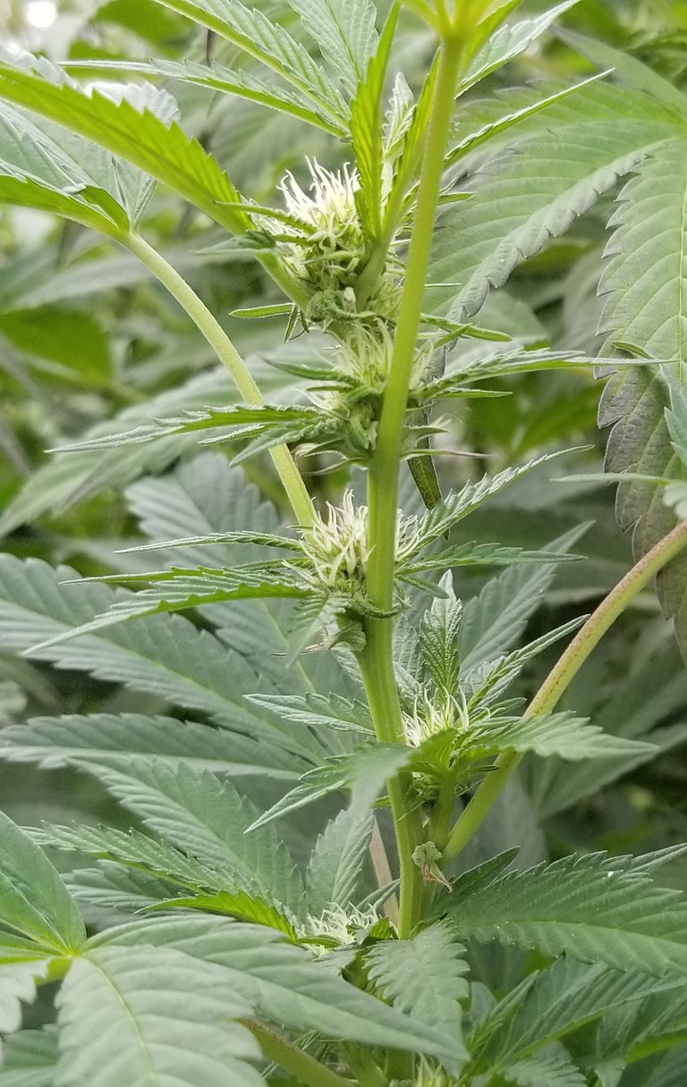 Ep9 GSC flower 4.jpg