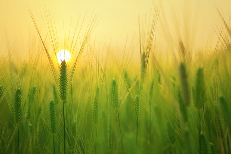 barley-field-1684052.jpg