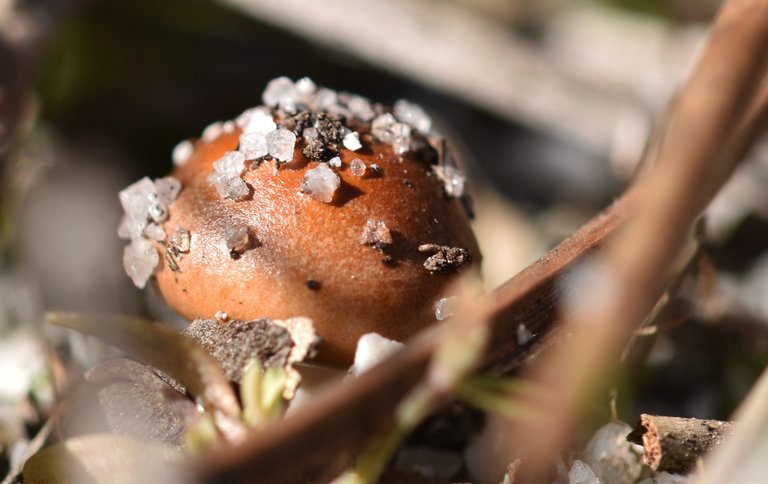 mushrooms two in sand 2.jpg