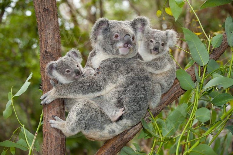 Koala with two joeys sitting in a fork of a tree _DSC2919.jpg