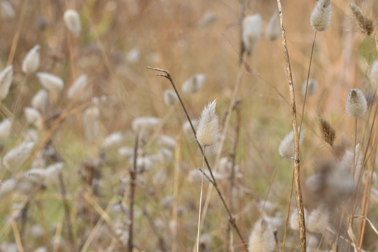 fluffy grass drystuff 2.jpg