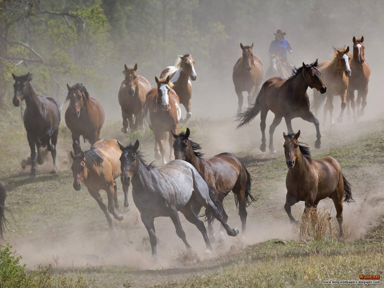 Horse Roundup Montana.jpg