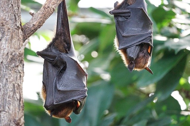 flying-foxes-2237209_640.jpg