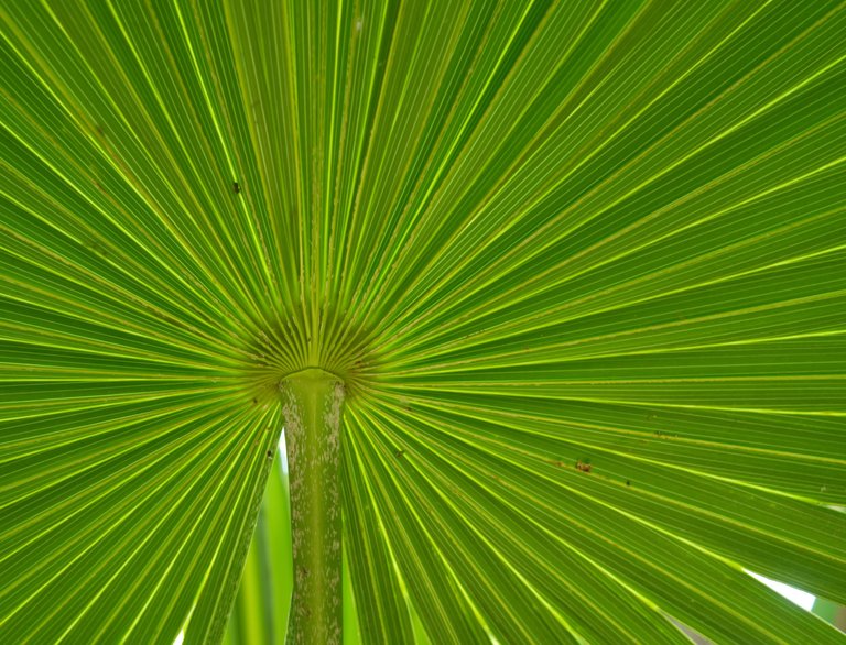 P7030274-tulum-mayan-ruins-palm.jpg