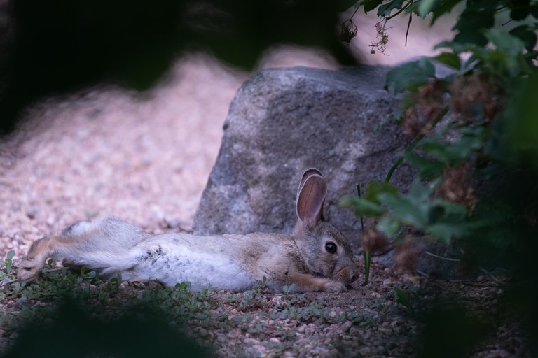 MikeBryantPhotography-BunnieFooFoo-1.jpg