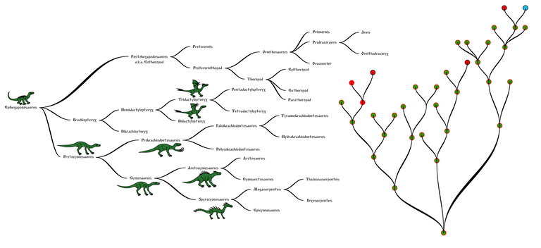 Dragon cladogram 3.PNG