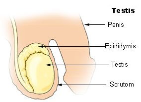 Illu_testis_1b.jpg