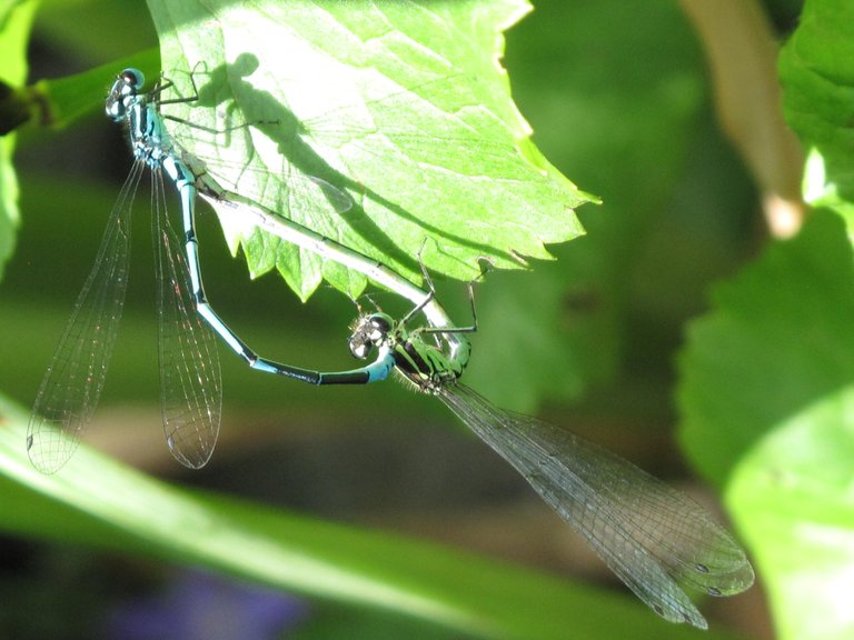 Fotos Insekten 2019 004.JPG