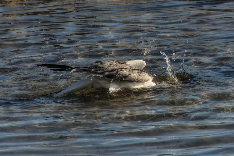 DSC_7032.jpg