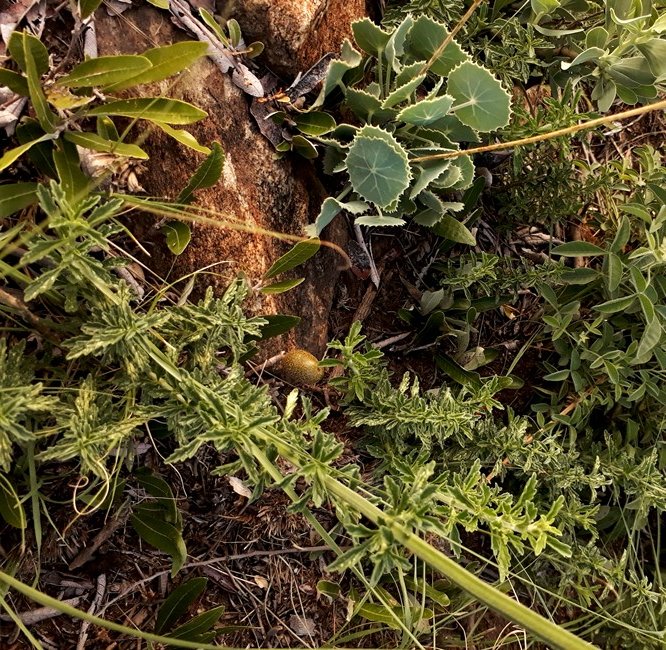 leontis microphylla leaves.jpg