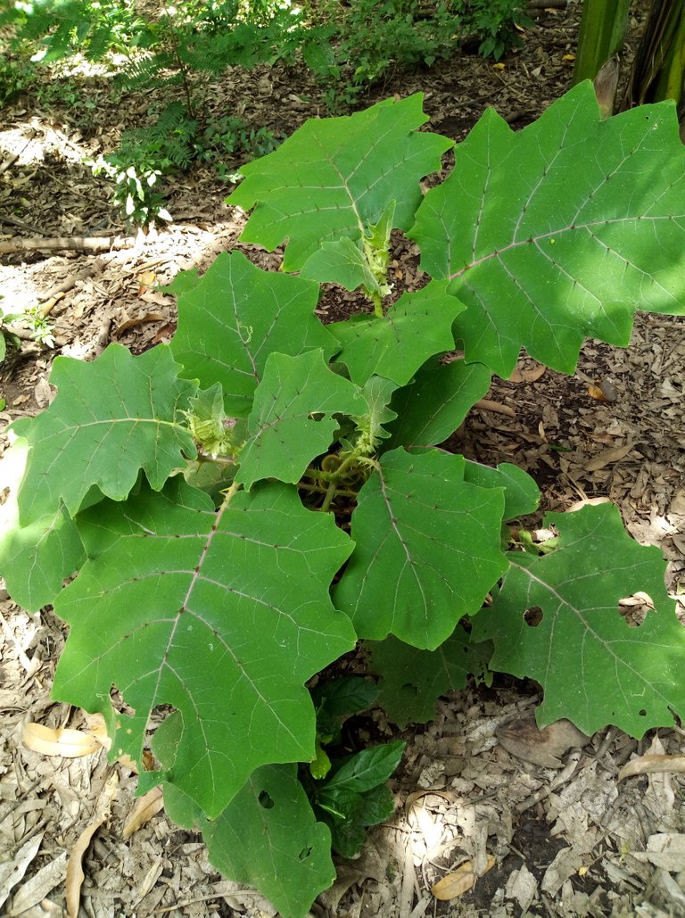 IMAG0169.jpg
