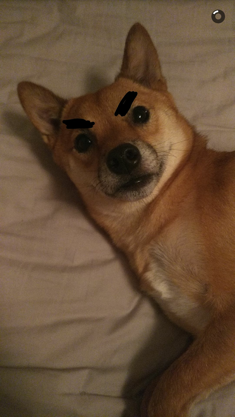miko_eyebrows.png