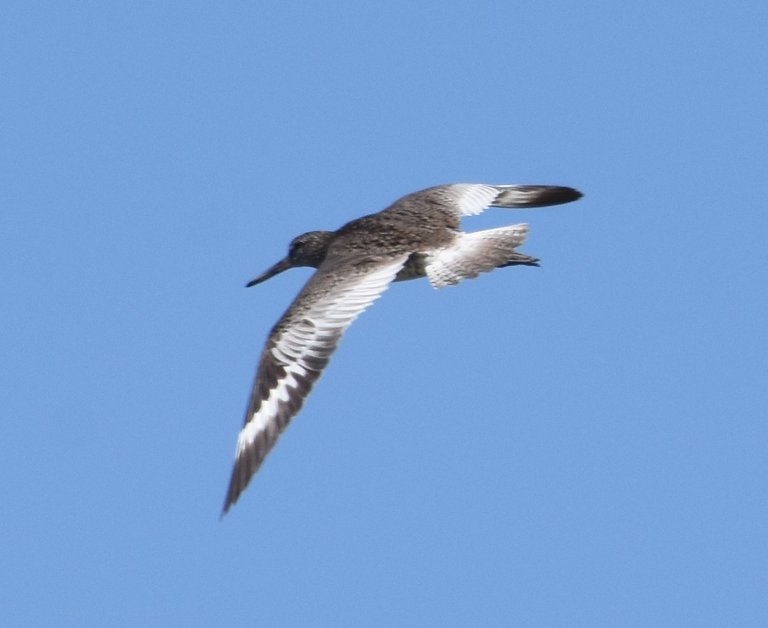 Willet flying.JPG