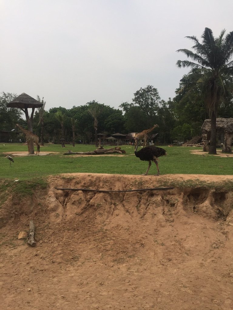 Khao Kheow Open Zoo5.jpg