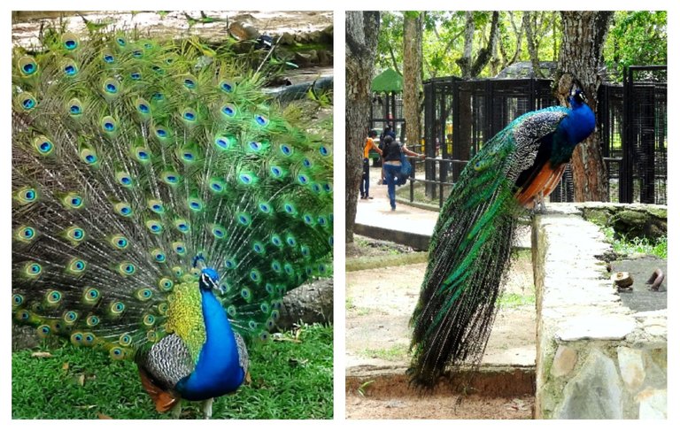 2pavo.jpg