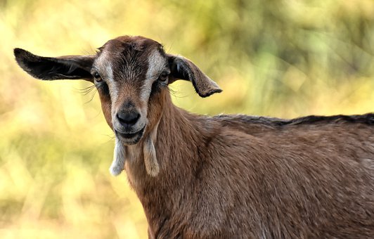 goat-4362129__340.jpg