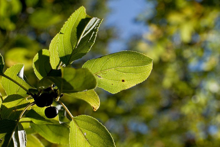 5018364952-dieteroder-klippen (FILEminimizer).jpg