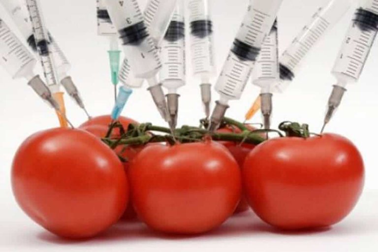 gmo-tomatoes.jpg