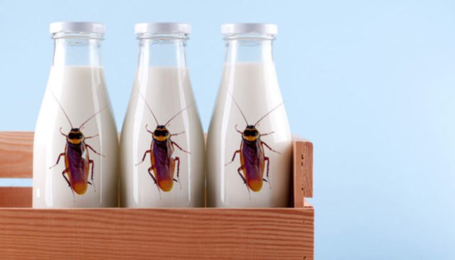 Cockroach-Milk-640x366.jpg