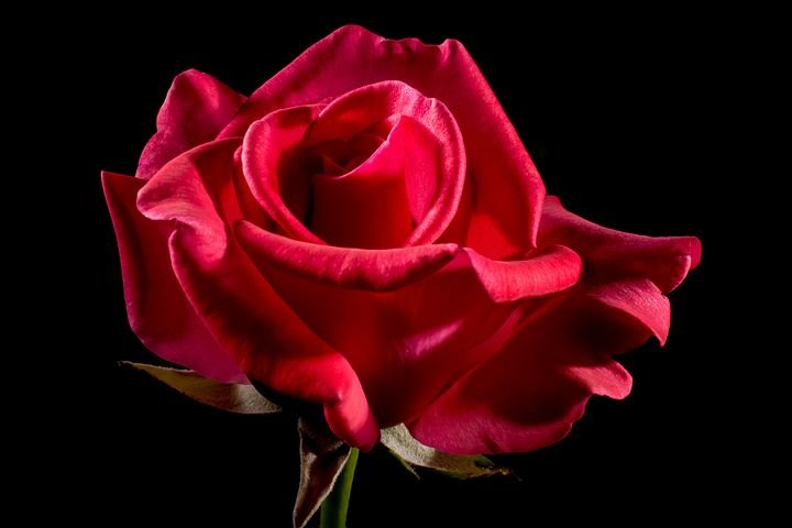 red-rose-320891__480.jpg