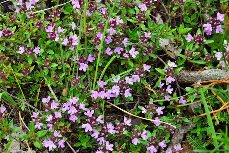 thyme-thyme-blossoms-lat-thymus-plant-blooms-may-russia-eastern-siberia-96878828.jpg