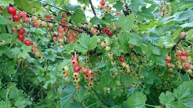 currant-3637326_640.jpg