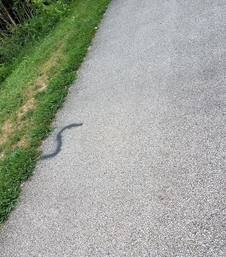 Snake on the trail (2).jpg