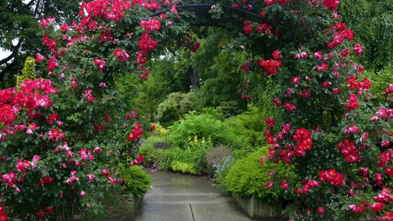 img-1-ooty-rose-garden-768x432.jpg