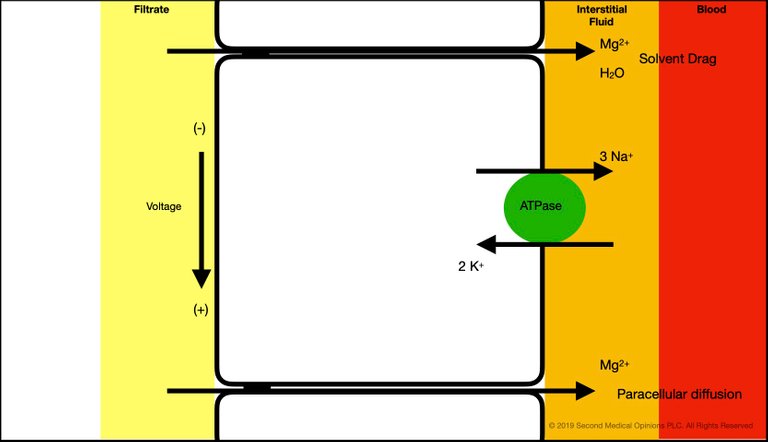 Picture Steemit Tubular Cell Magnesium Transport 1.jpg