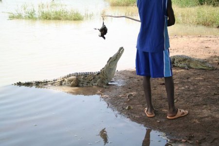 bazoule-crocodiles.jpg