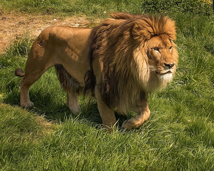 750px-Lion_(211544223).jpeg