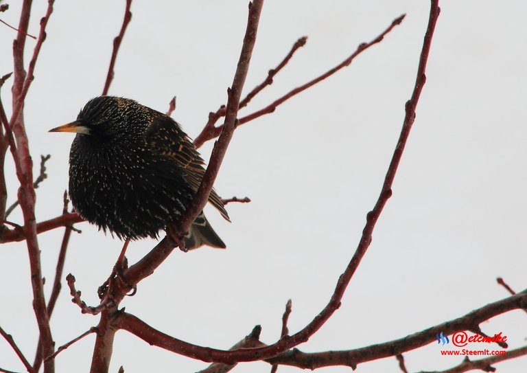 European Starling PFW18-0002.JPG