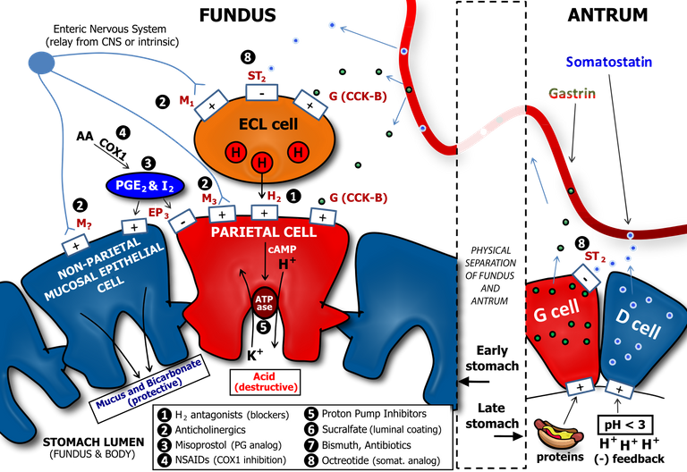 Determinants_of_Gastric_Acid_Secretion.svg.png