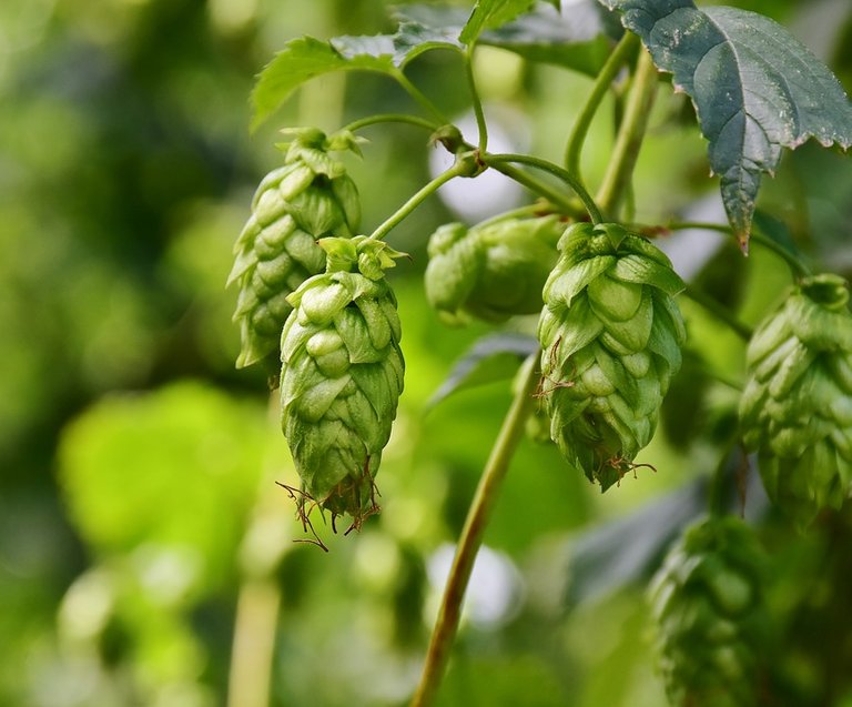 hops-3542601_960_720.jpg