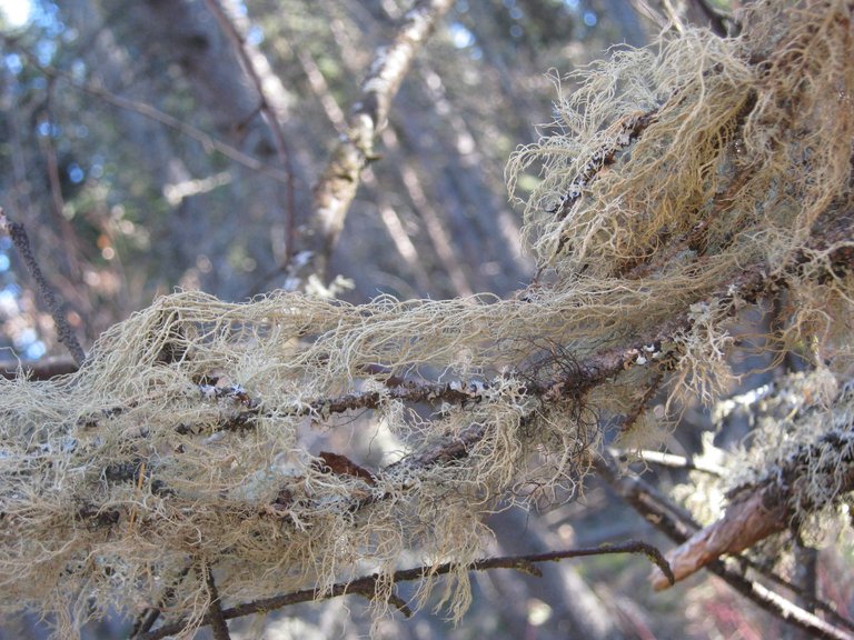 old man's beard.JPG