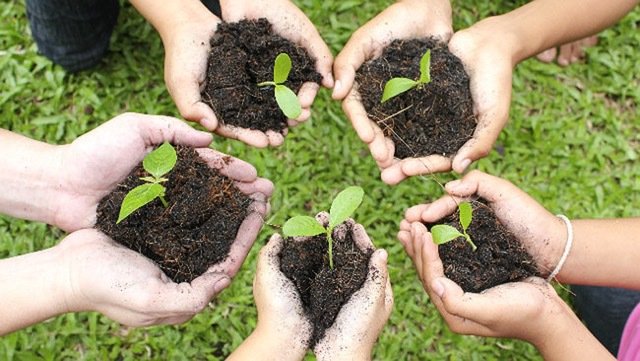 national-tree-planting-day-sunshine-coast-free-hel.jpeg