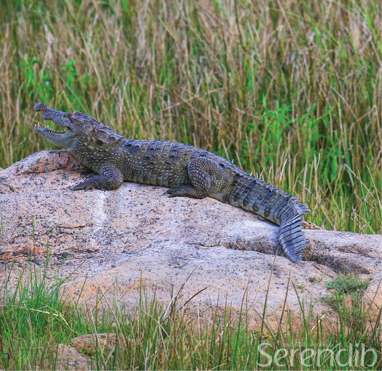 A crocodile basking in the evening light in Kumana.jpg