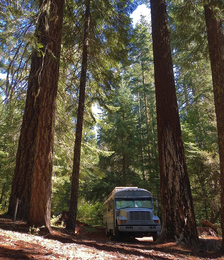 skoolie-love-california-redwooms-camping.jpg