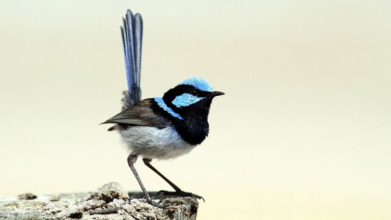 Aves Passeriformes Maluridae Malurus cyaneus n1 Superb Fairywren Narawntapu 2017-11-01(1).jpg