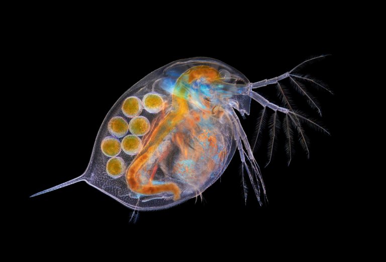 Daphnia-with-eggs_rz800.jpg