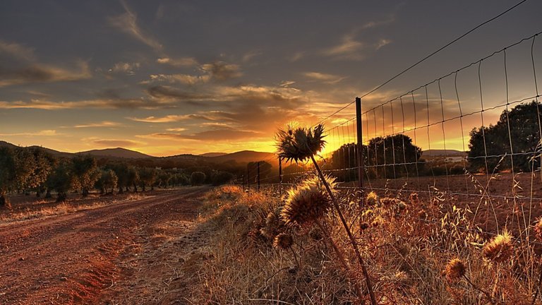 landscapes-nature-fences-grass-garden-thistles-autumn-1920x1080-wallpaper.jpg