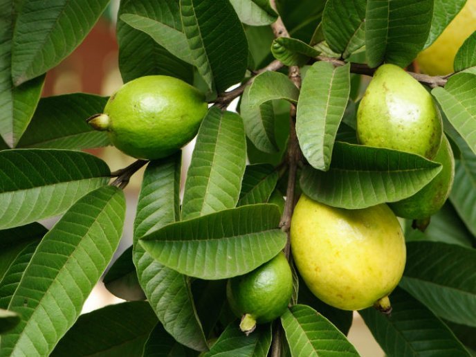 arbolguayaba.jpg