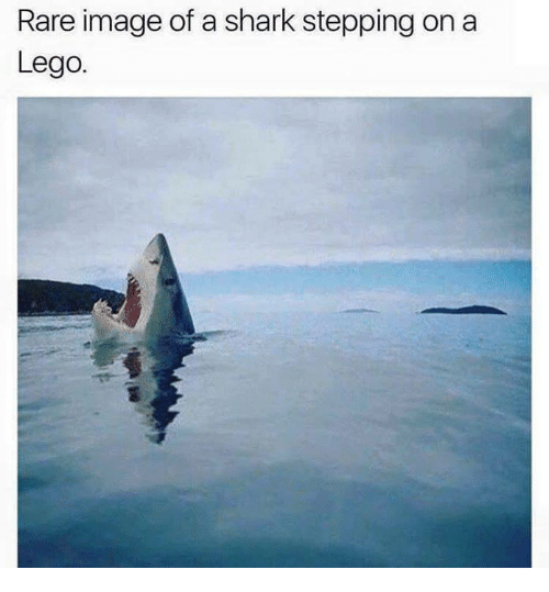 rare-image-of-a-shark-stepping-on-a-lego-4525934.png