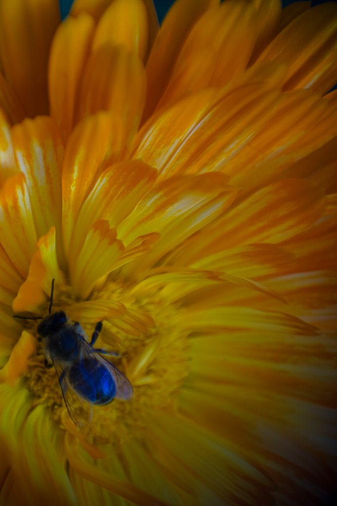 18-07-2018-marigold-dronefly-00469.jpg