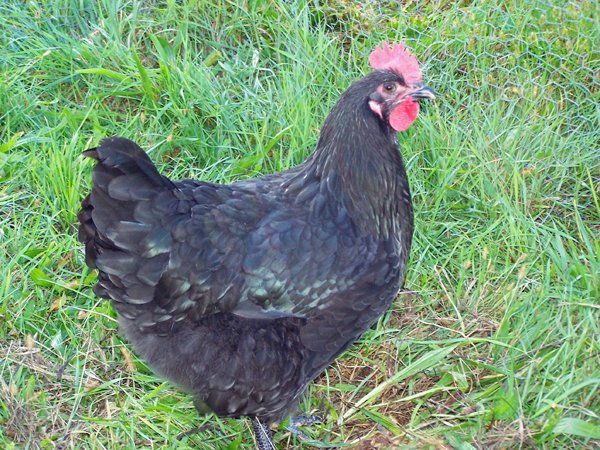 New layers - Australorp sheen2 crop September 2019.jpg