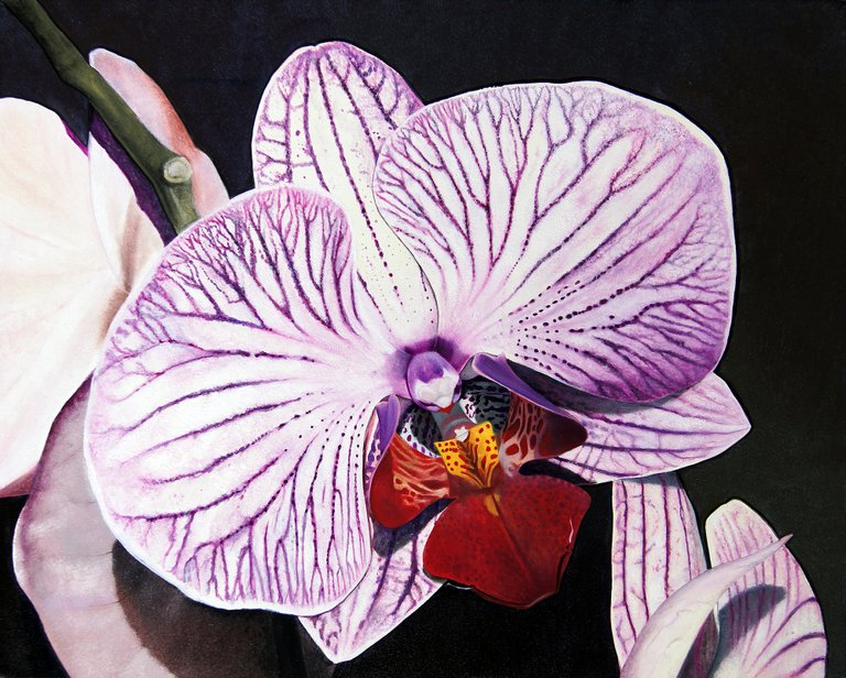 Purple Orchid.jpg